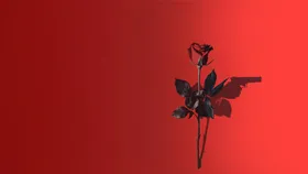 Mi Rosa Sonradan Arabesk Olan