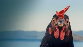 Tavuk Film Gösterimi