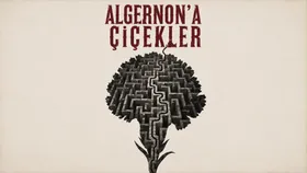 Algernona Çiçekler