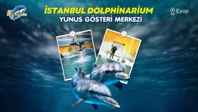 İstanbul Dolphinarium Yunus Gösterileri