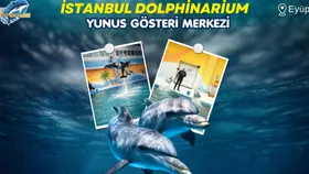 İstanbul Dolphinarium Yunus Gösterileri