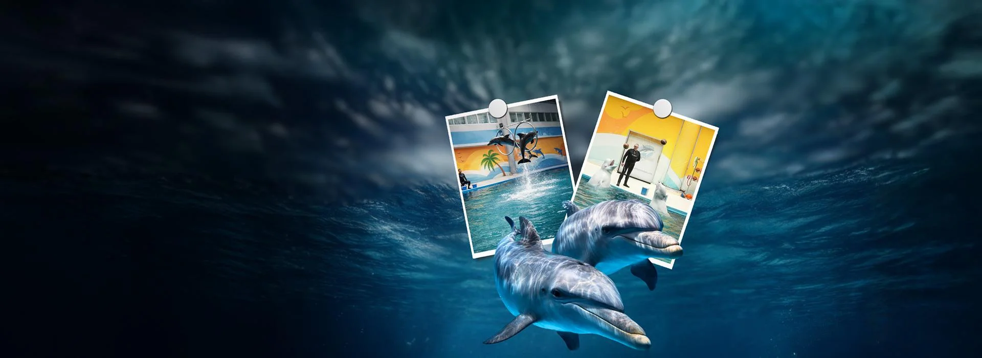 İstanbul Dolphinarium Yunus Gösteri Merkezi