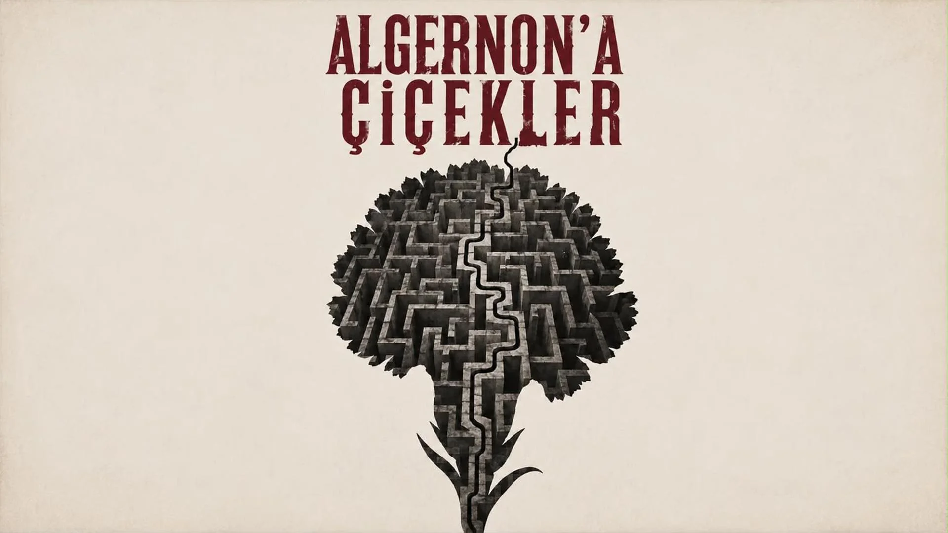 Algernona Çiçekler