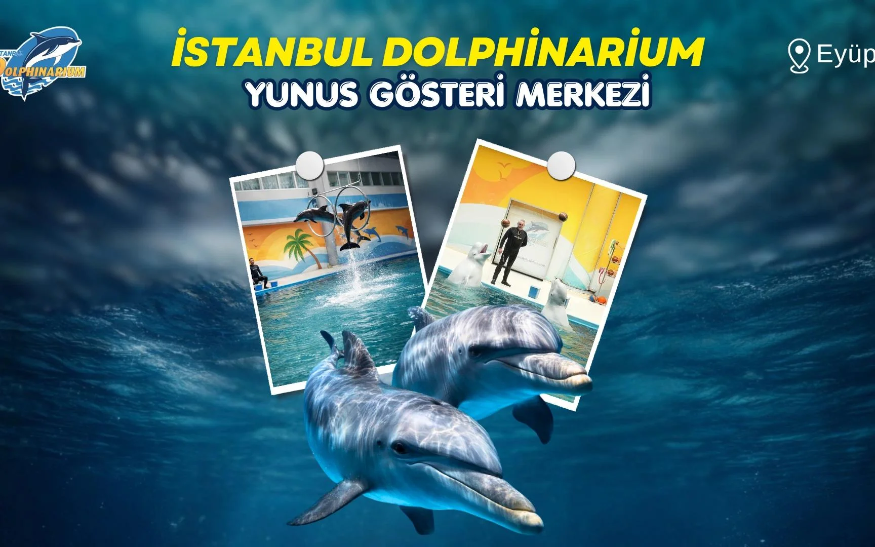 İstanbul Dolphinarium Yunus Gösterileri
